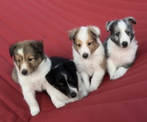 Shetland Sheepdog Litter for sale in KIRKSVILLE, MO, USA