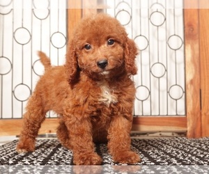 Goldendoodle (Miniature) Puppy for Sale in NAPLES, Florida USA