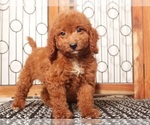 Small Goldendoodle (Miniature)
