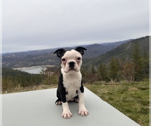 Boston Terrier Puppy for Sale in OROVILLE, California USA