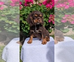 Small #5 Cocker Spaniel