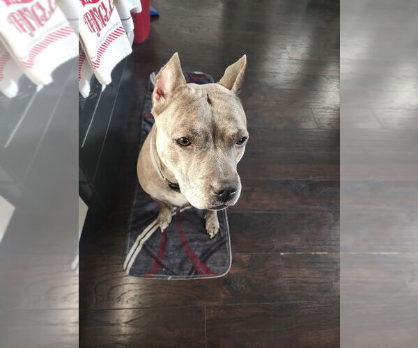 Medium Photo #3 American Staffordshire Terrier-Unknown Mix Puppy For Sale in Wenonah, NJ, USA