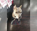 Small #2 American Staffordshire Terrier Mix