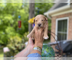 Small Photo #4 Goldendoodle Puppy For Sale in CHAMPION, NC, USA