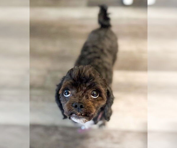 Medium Photo #3 Poodle (Miniature)-Unknown Mix Puppy For Sale in Corona, CA, USA