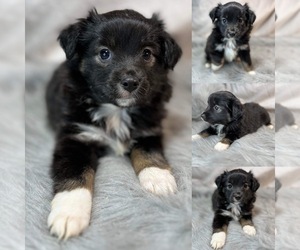 Miniature Australian Shepherd Puppy for sale in BROOKER, FL, USA