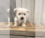 Small #1 West Highland White Terrier
