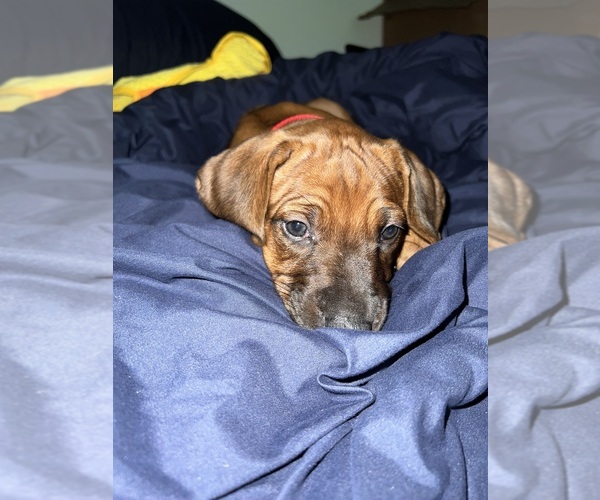 Medium Photo #6 Rhodesian Ridgeback Puppy For Sale in MURFREESBORO, TN, USA