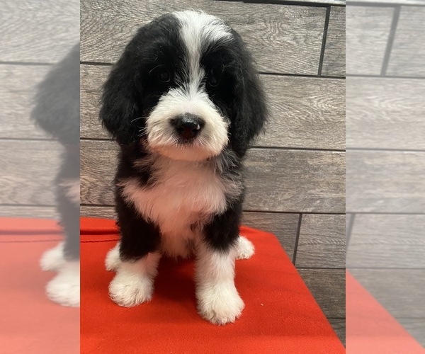 Medium Photo #5 Bernedoodle Puppy For Sale in RICHMOND, IL, USA