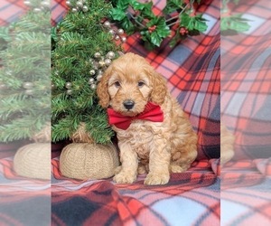Goldendoodle-Poodle (Miniature) Mix Puppy for sale in LEOLA, PA, USA