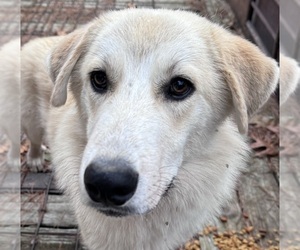 Alaskan Malamute-Great Pyrenees Mix Dogs for adoption in AVA, MO, USA