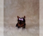 Small Photo #7 Yorkshire Terrier Puppy For Sale in OAK PARK, IL, USA