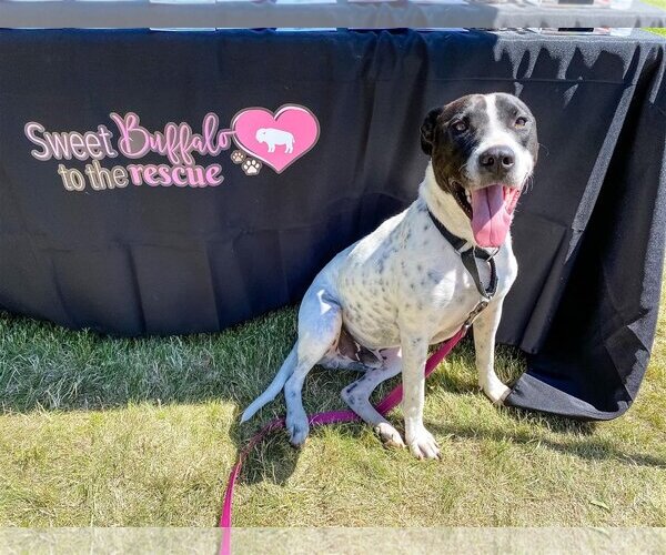 Medium Photo #4 Labrador Retriever-Unknown Mix Puppy For Sale in Lockport, NY, USA