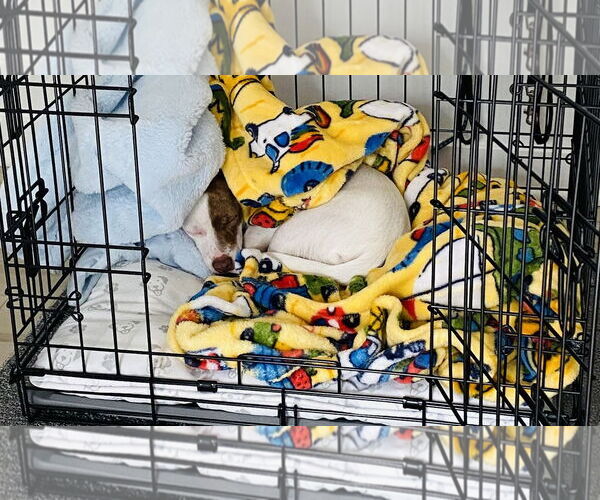 Medium Photo #6 Chihuahua-Welsh Corgi Mix Puppy For Sale in Princeton, MN, USA
