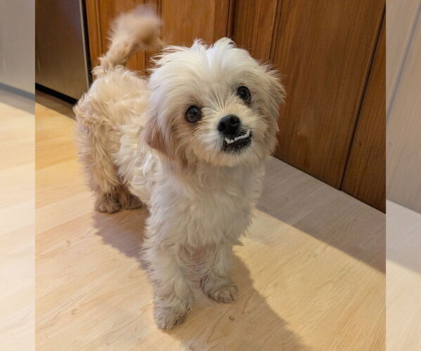 Medium Photo #1 Mutt Puppy For Sale in Vail, AZ, USA