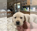 Small Photo #9 Labrador Retriever Puppy For Sale in ROMOLAND, CA, USA