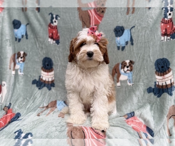 Medium Photo #3 Cavapoo (Miniature) Puppy For Sale in LAKELAND, FL, USA