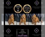 Small #1 Goldendoodle (Miniature)