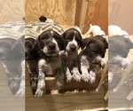 Small Photo #2 German Shorthaired Pointer Puppy For Sale in AMARILLO, TX, USA