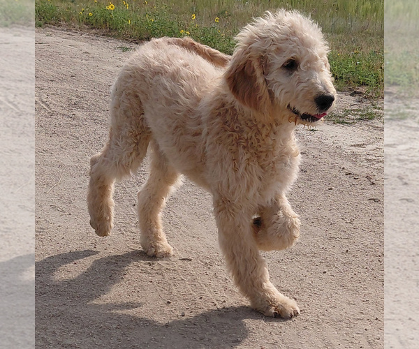 Medium Photo #1 Goldendoodle Puppy For Sale in PEYTON, CO, USA