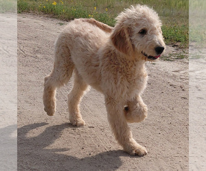 Goldendoodle Puppy for sale in PEYTON, CO, USA