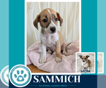 Small #3 Beagle Mix