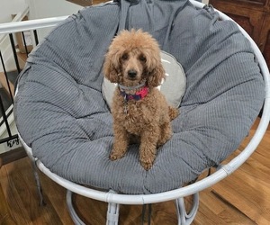 Father of the Goldendoodle (Miniature) puppies born on 05/06/2026