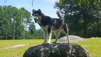 Small Photo #9 Siberian Husky Puppy For Sale in CENTERVILLE, NC, USA