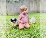 Small Photo #3 Shih Tzu Puppy For Sale in OCKLAWAHA, FL, USA