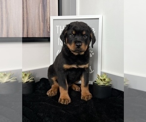 Rottweiler Puppy for sale in FRANKLIN, IN, USA