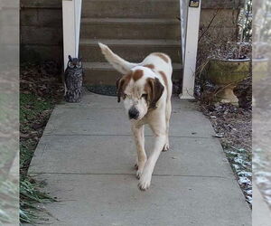 Saint Bernard-Unknown Mix Dogs for adoption in Frenchburg, KY, USA