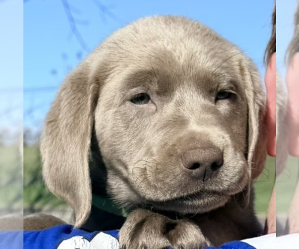 Medium Photo #3 Labrador Retriever Puppy For Sale in DELEVAN, NY, USA