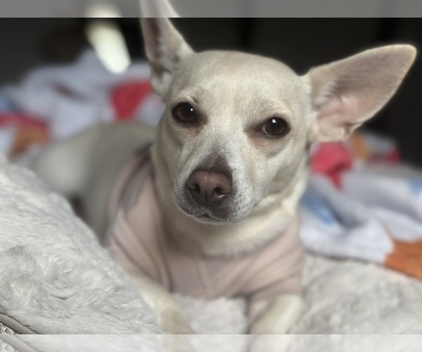 Medium Photo #1 Chorkie Puppy For Sale in WILMINGTON, NC, USA