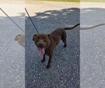 Small #1 Labrador Retriever Mix