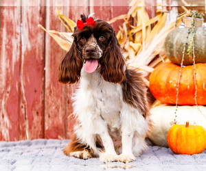 Cockapoo Puppy for sale in WAKARUSA, IN, USA