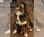Small #1 Australian Shepherd