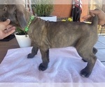 Puppy 1 Cane Corso