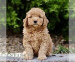 Small #2 Goldendoodle (Miniature)