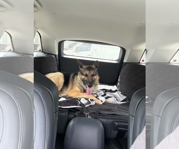 Medium Photo #6 German Shepherd Dog Puppy For Sale in Plantation, FL, USA
