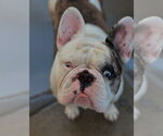 Small #1 Free-Lance Bulldog