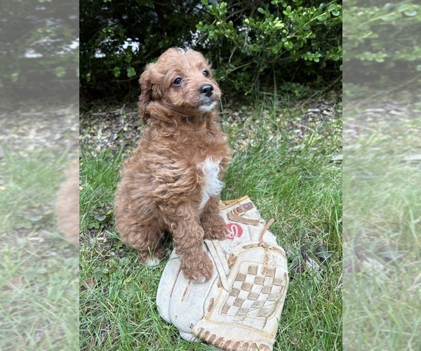 Medium Photo #3 Goldendoodle (Miniature) Puppy For Sale in MIDDLEBURY, IN, USA