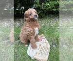 Small #2 Goldendoodle (Miniature)