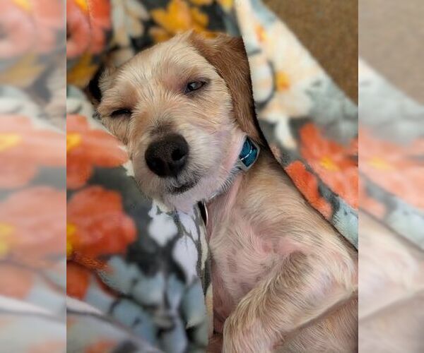 Medium Photo #5 Dachshund-Unknown Mix Puppy For Sale in Arlington, VA, USA