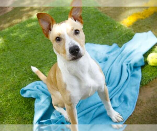 Medium Photo #2 American Bulldog-Canaan Dog Mix Puppy For Sale in Tallahassee, FL, USA