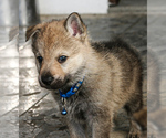Small Photo #12 Czech Wolfdog-Wolf Hybrid Mix Puppy For Sale in Darova, Timis, Romainia