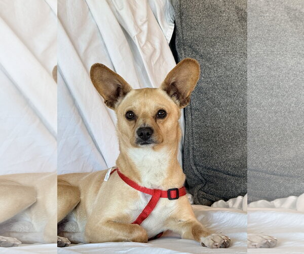 Medium Photo #2 Chihuahua-Unknown Mix Puppy For Sale in Bellevue, WA, USA