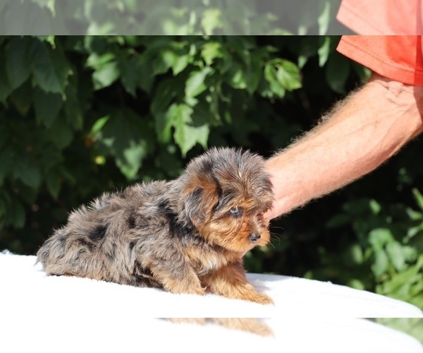 Medium Photo #7 Yorkiepoo mix (+ Poodle Toy) Puppy For Sale in DYERSBURG, TN, USA