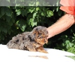 Small #6 Yorkiepoo mix (+ Poodle Toy)
