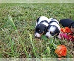 Small Photo #15 Dachshund Puppy For Sale in CHOCTAW, OK, USA