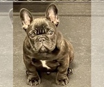 Small Photo #2 French Bulldog Puppy For Sale in AUBREY, TX, USA